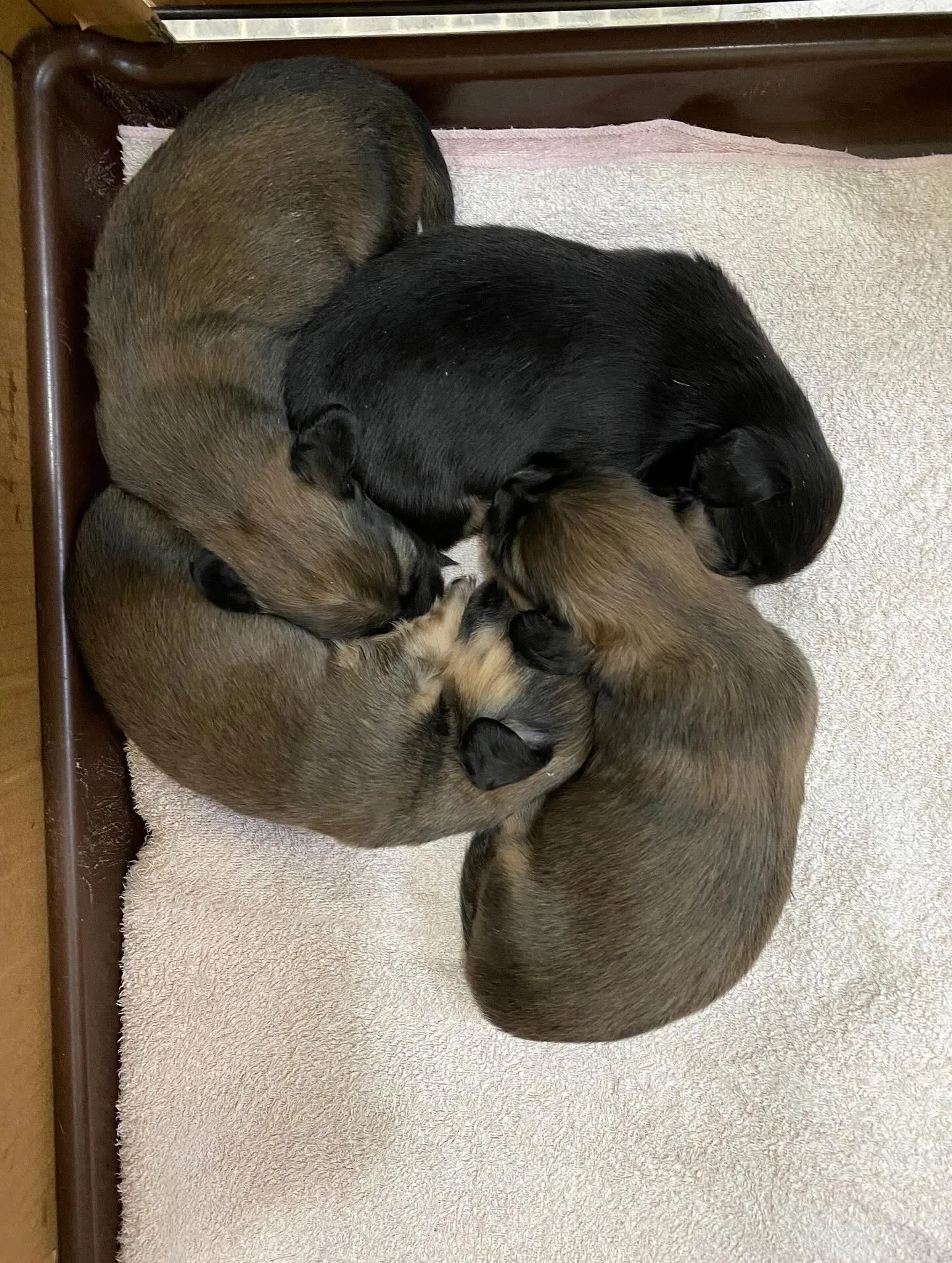 2025.7.20生まれの子犬たち🐾