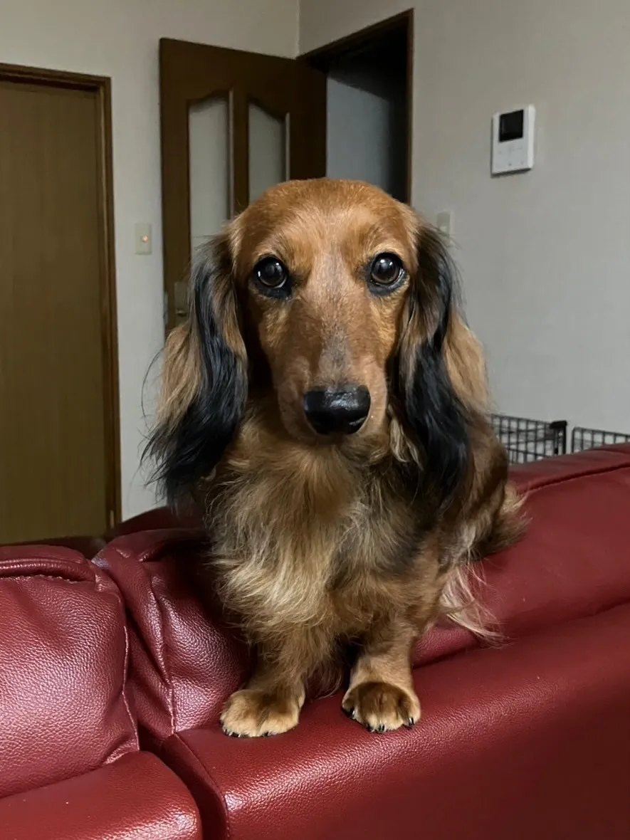 のみりちゃん🐾