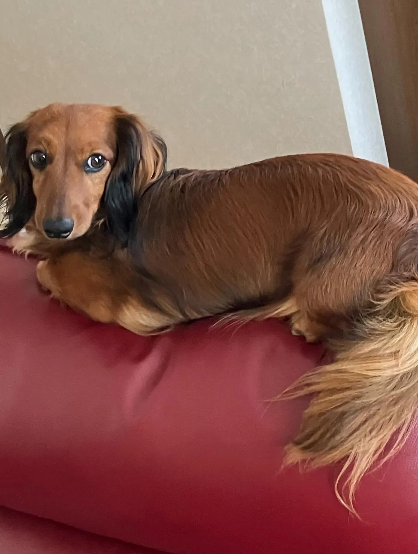 のみりちゃん🐾