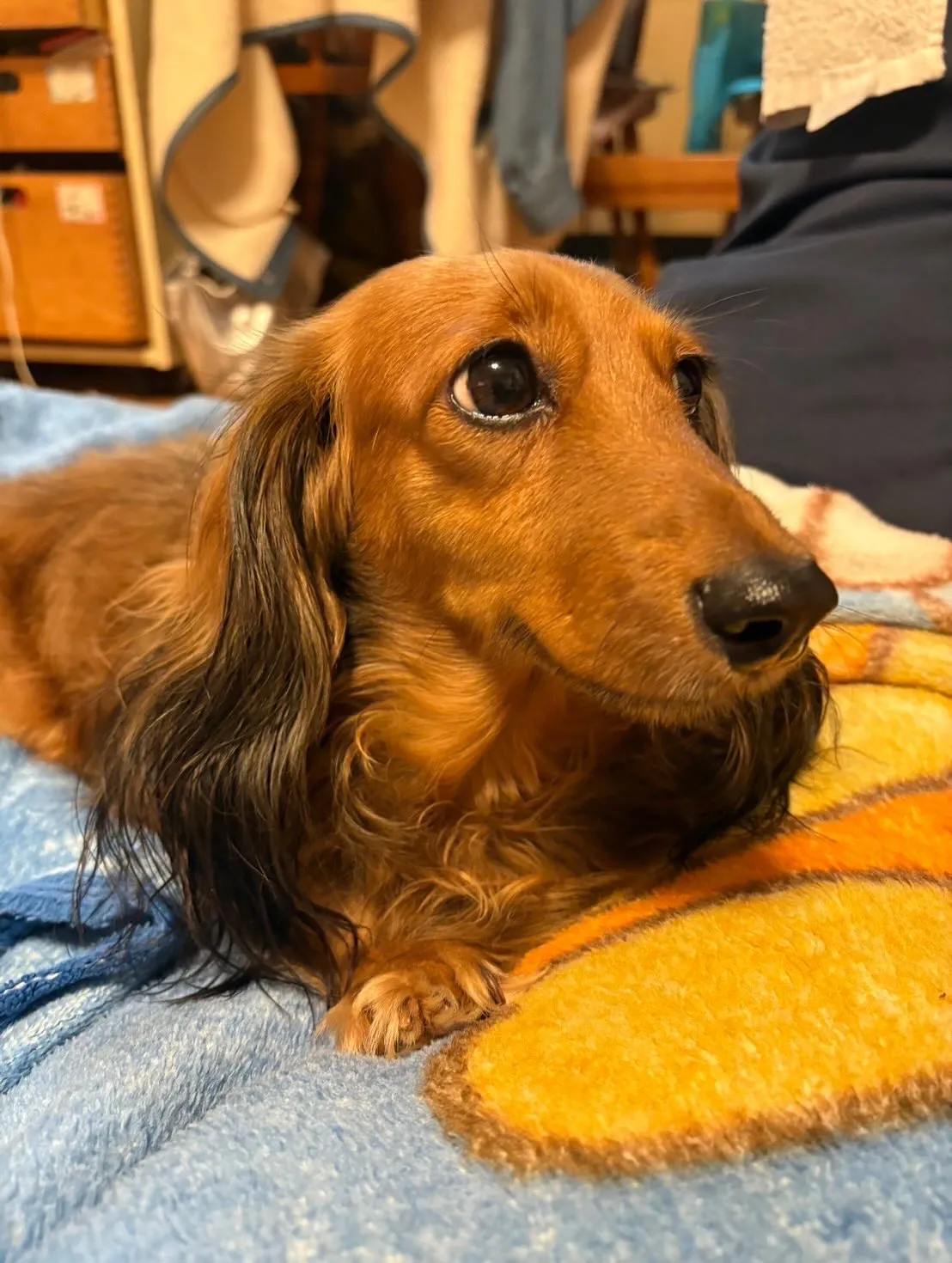 たらこちゃん🐾