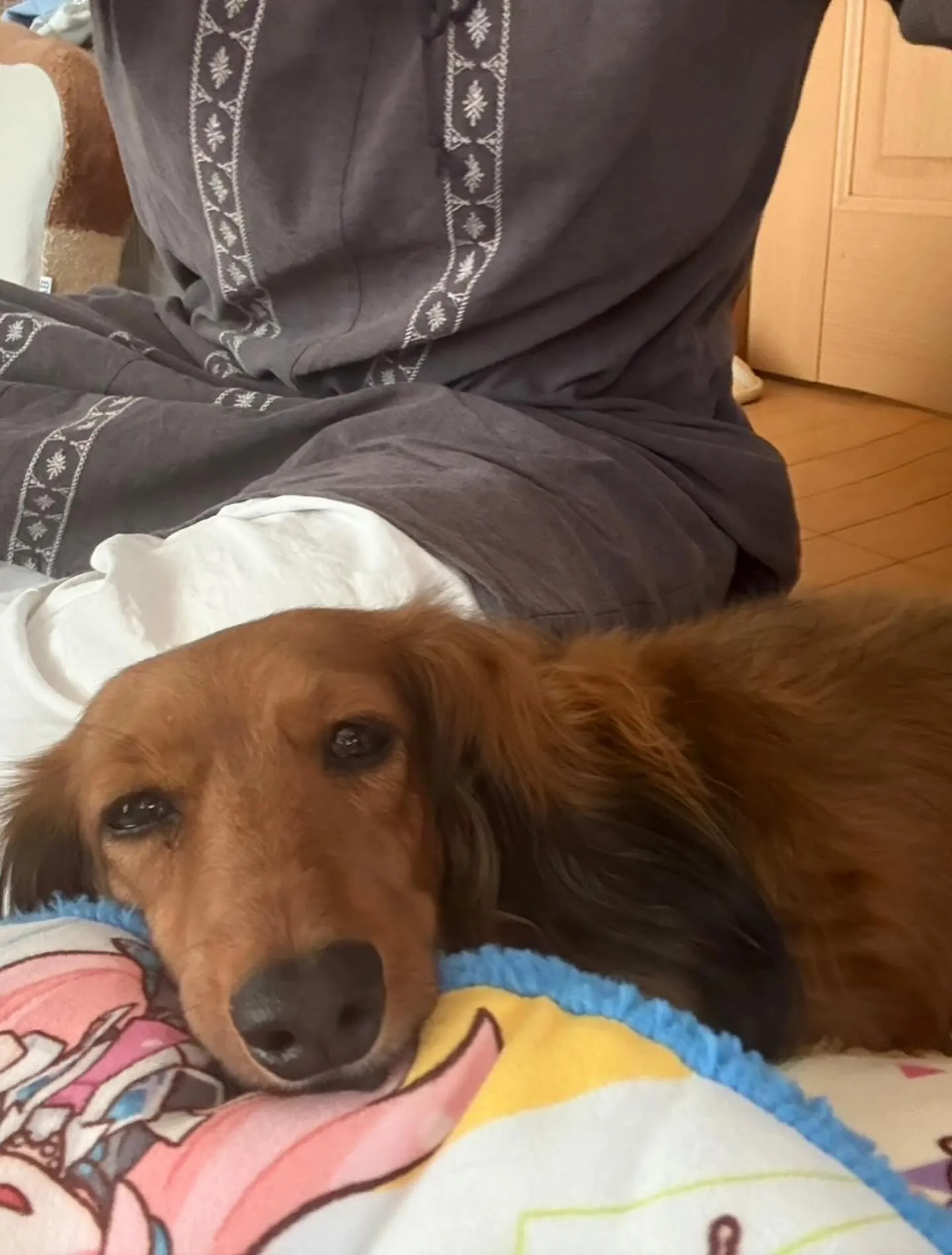 たらこちゃん🐾