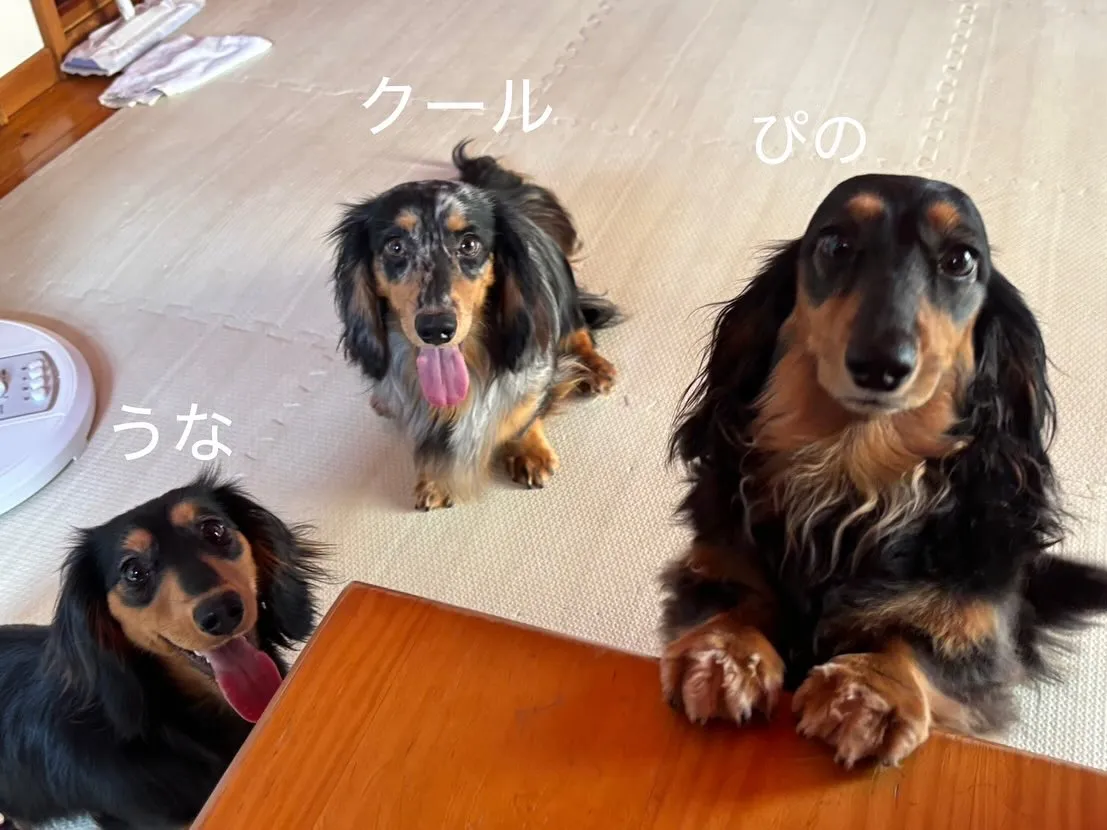 ピノちゃん&うなちゃん&クール君🐾