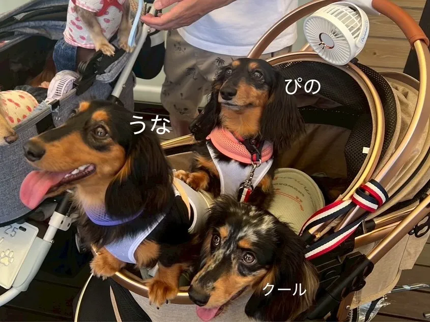 ピノちゃん&うなちゃん&クール君🐾