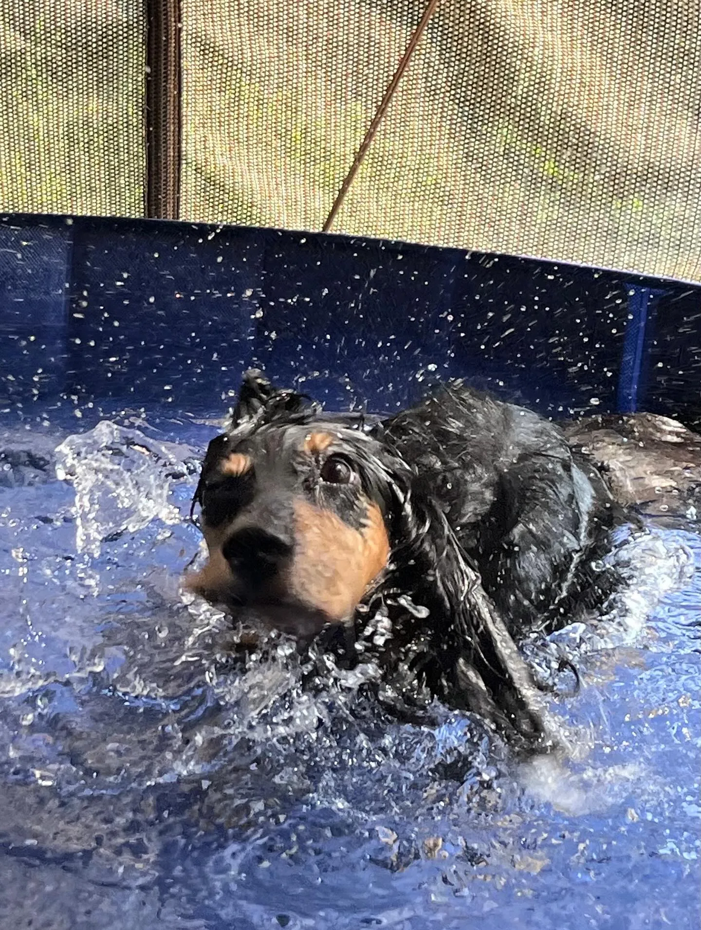 ウィルバー君🐾