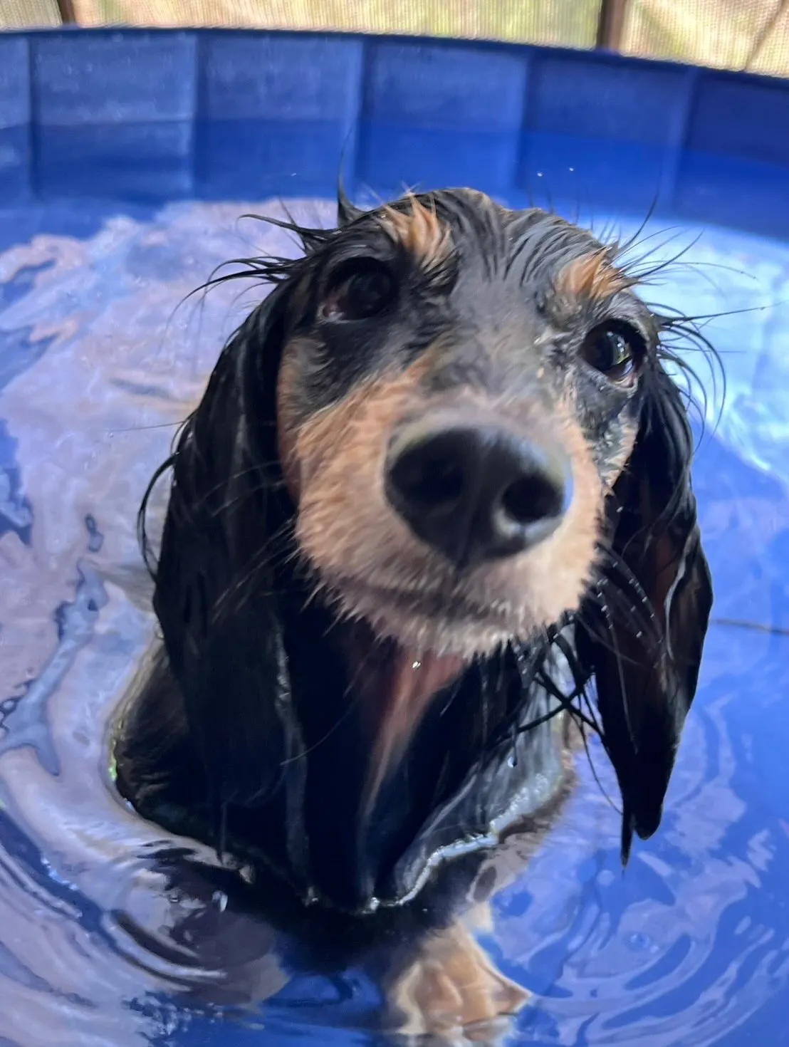 ウィルバー君🐾