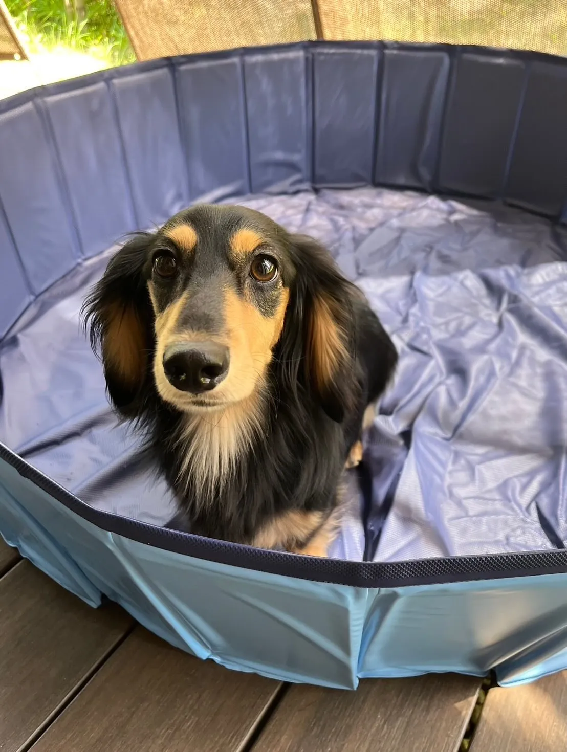 ウィルバー君🐾