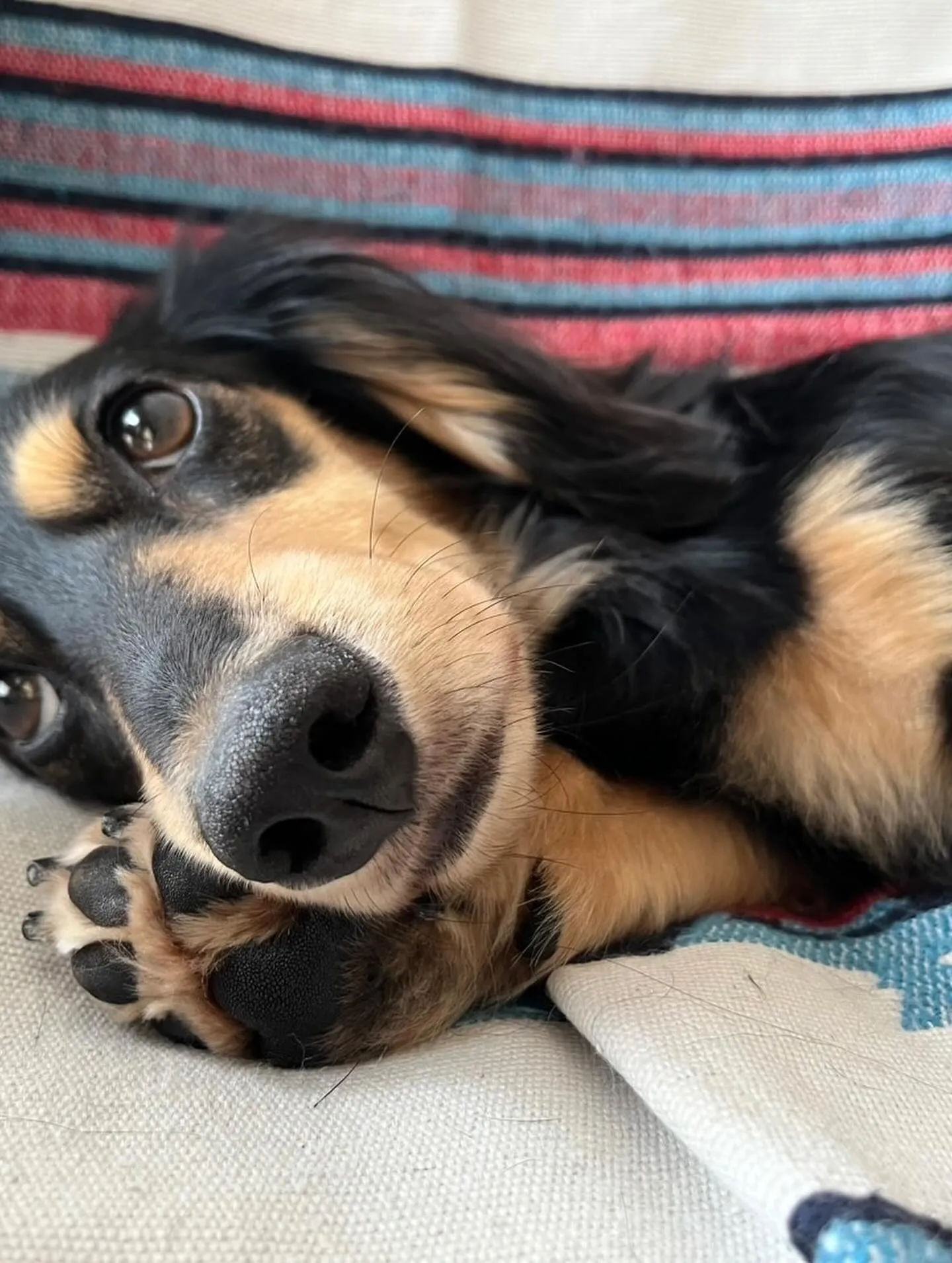 ウィルバー君🐾