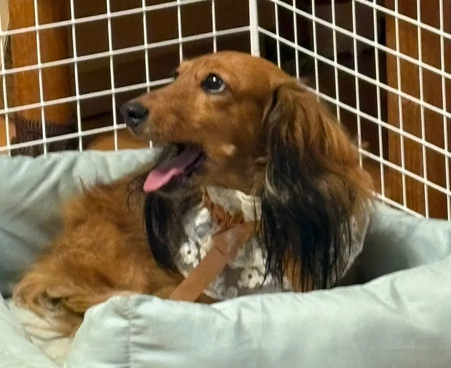 たらこちゃん🐾