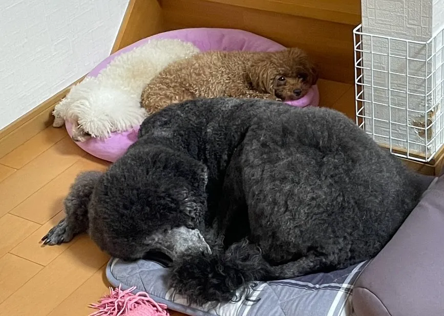 ルー＆お蕎麦＆いちぼ🐾