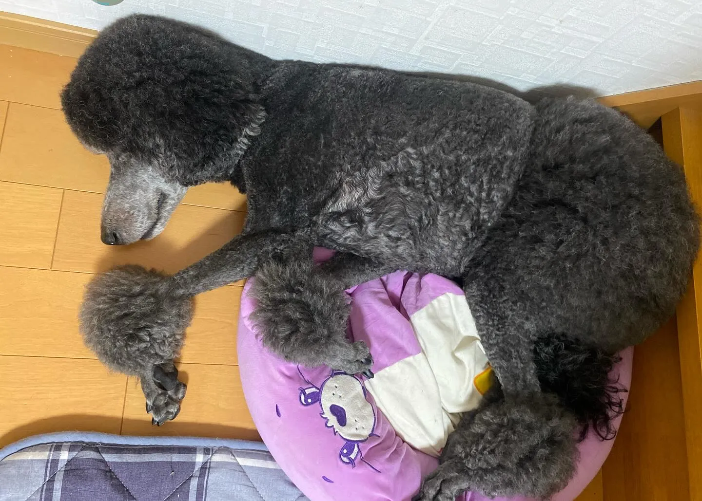 ルー＆お蕎麦＆いちぼ🐾