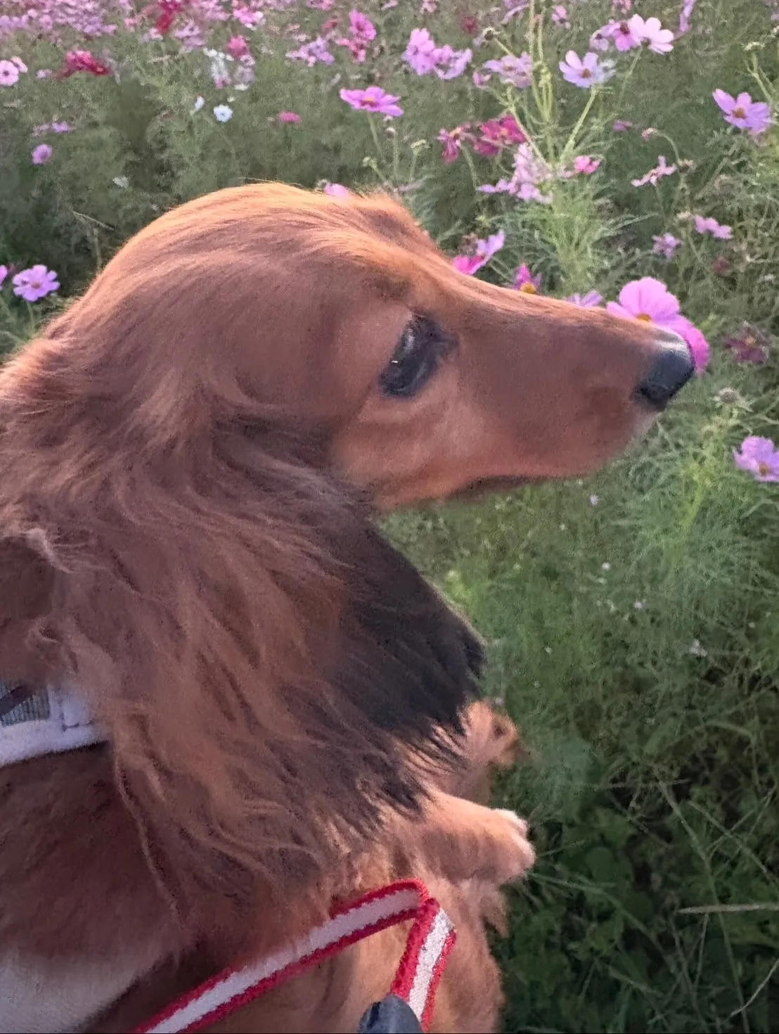 たらこちゃん🐾