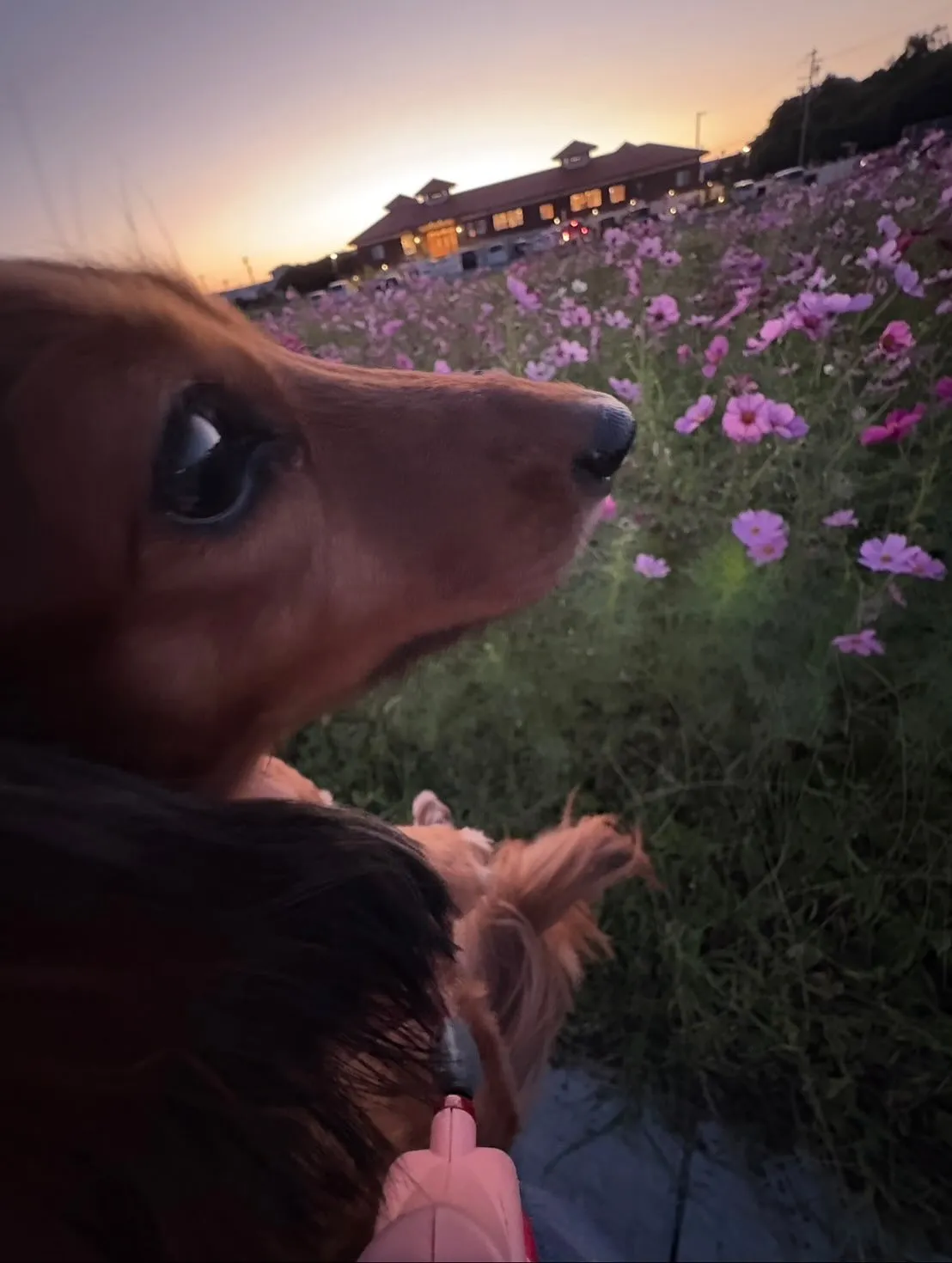 たらこちゃん🐾