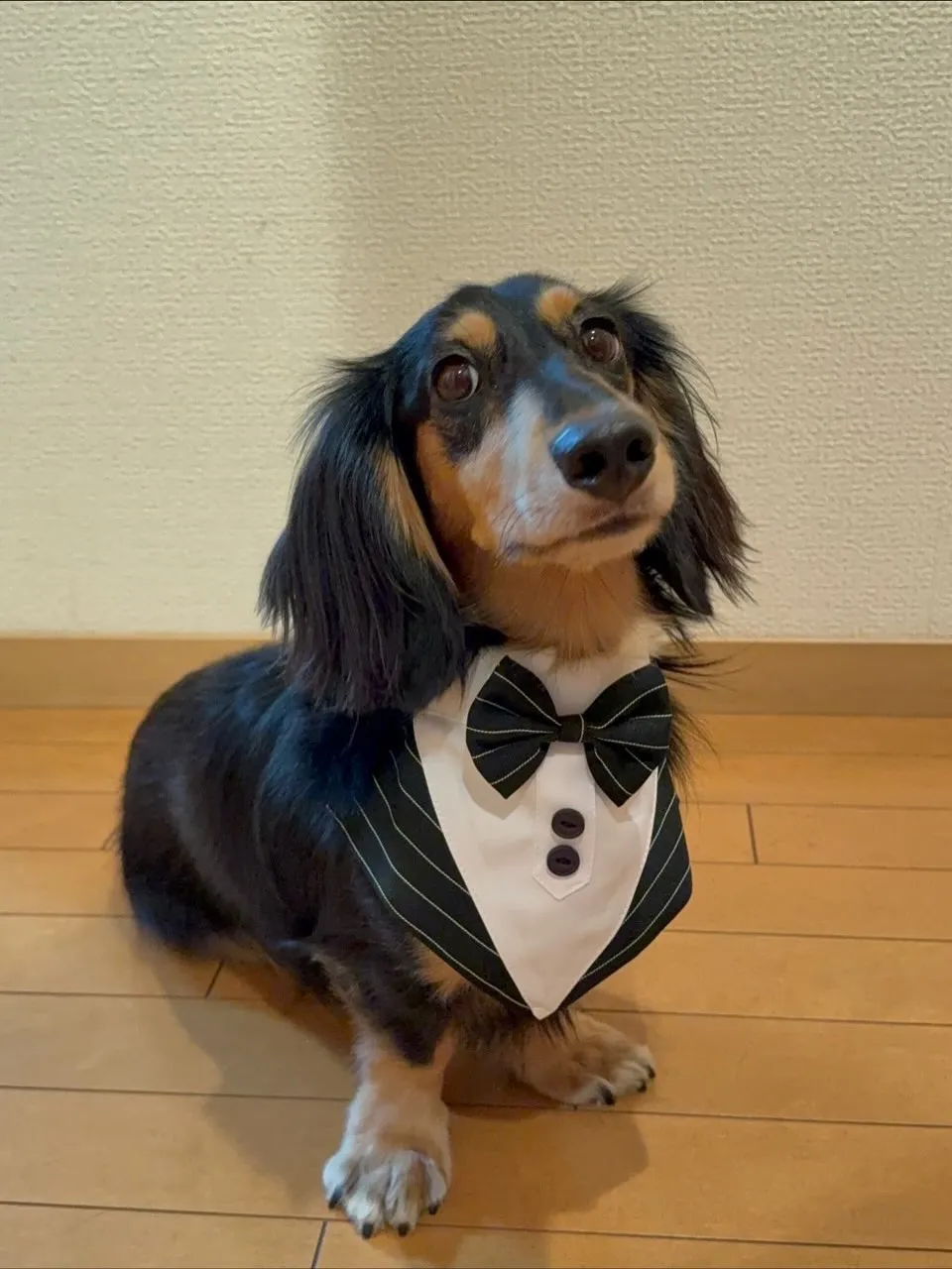 ウィルバー君🐾