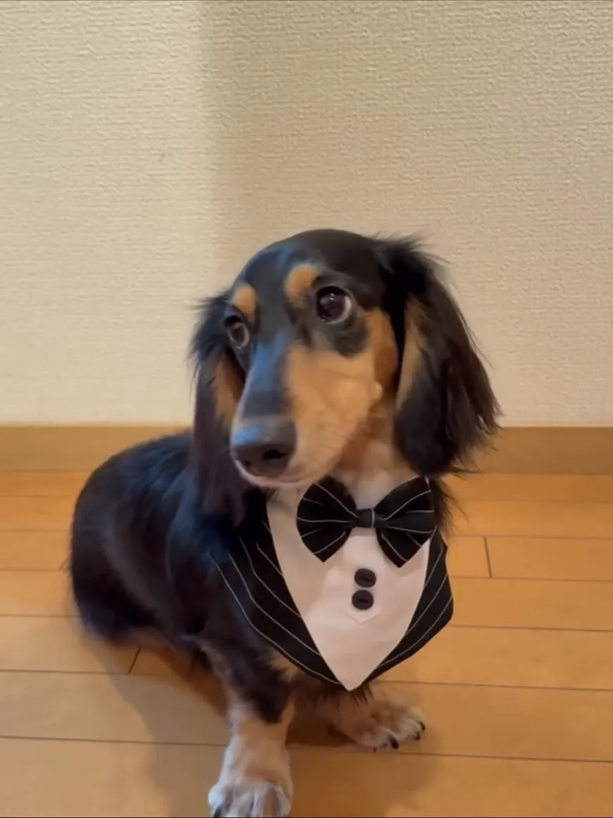 ウィルバー君🐾