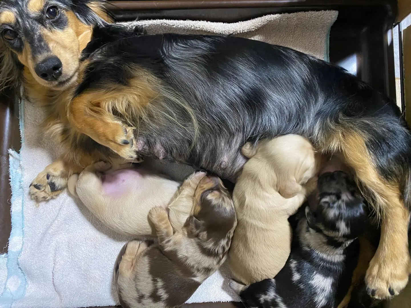 ザクロ&チャイの赤ちゃん🐾