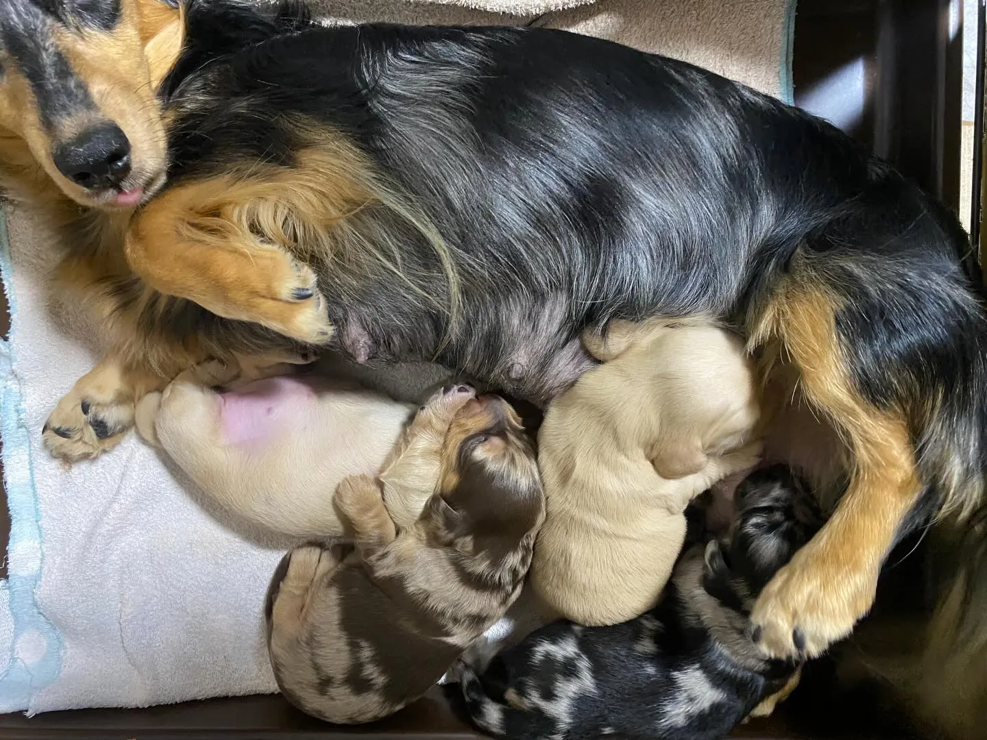 ザクロ&チャイの赤ちゃん🐾