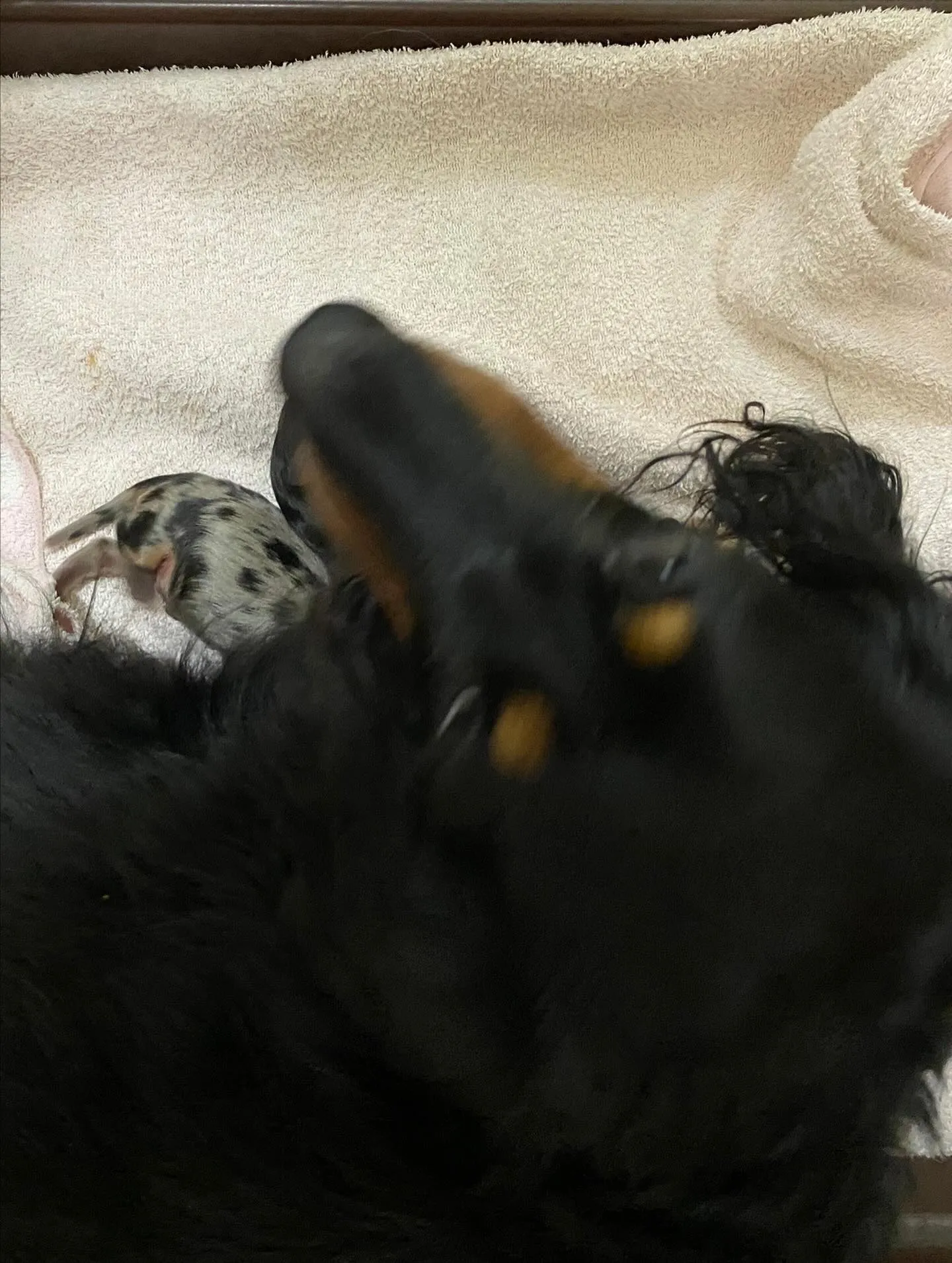 産まれました🐾