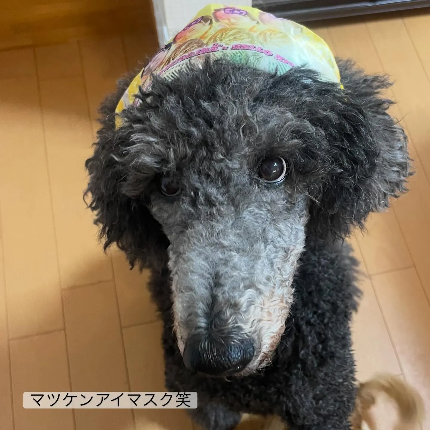 マツケンアイマスクをいただいたので試しにつけてみたら‥