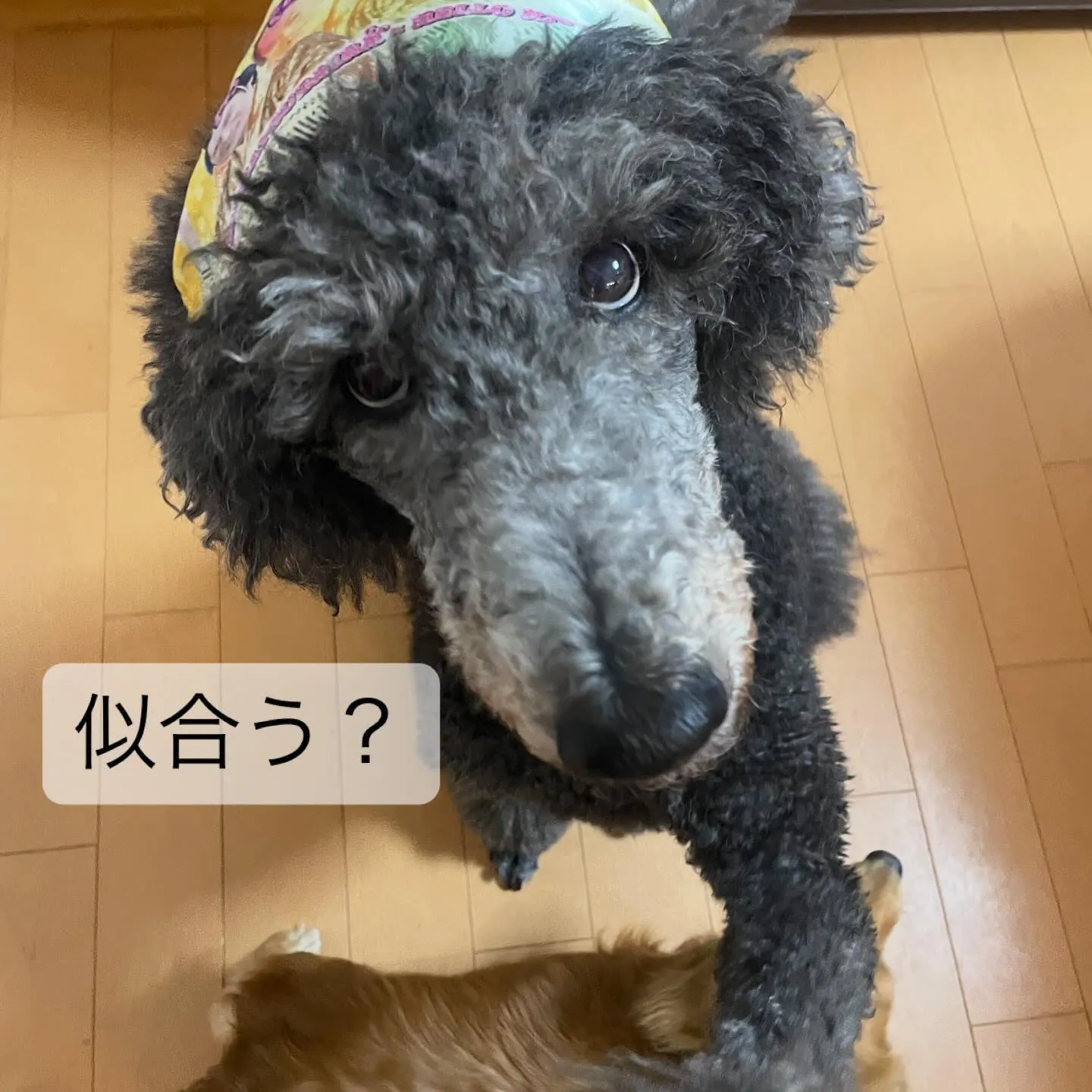 マツケンアイマスクをいただいたので試しにつけてみたら‥