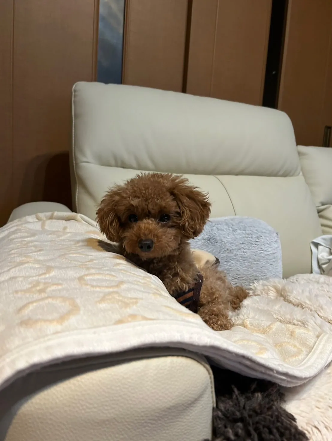 いちごちゃん🐾