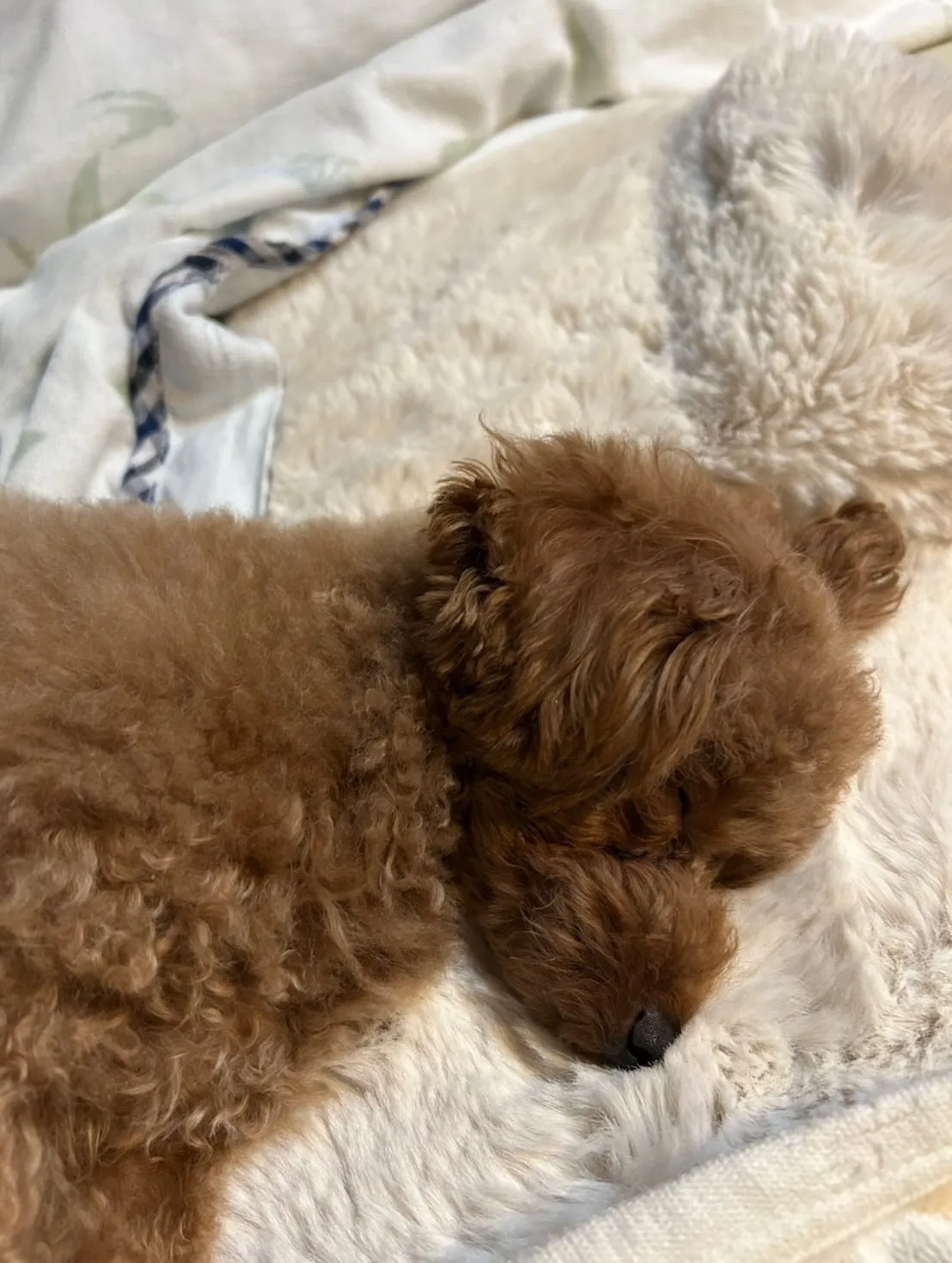 いちごちゃん🐾