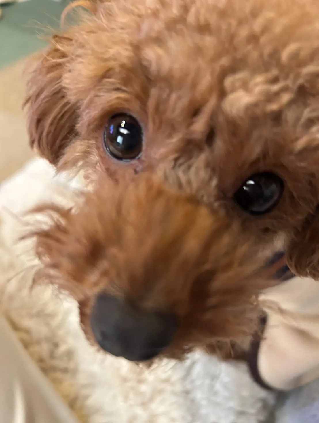 いちごちゃん🐾