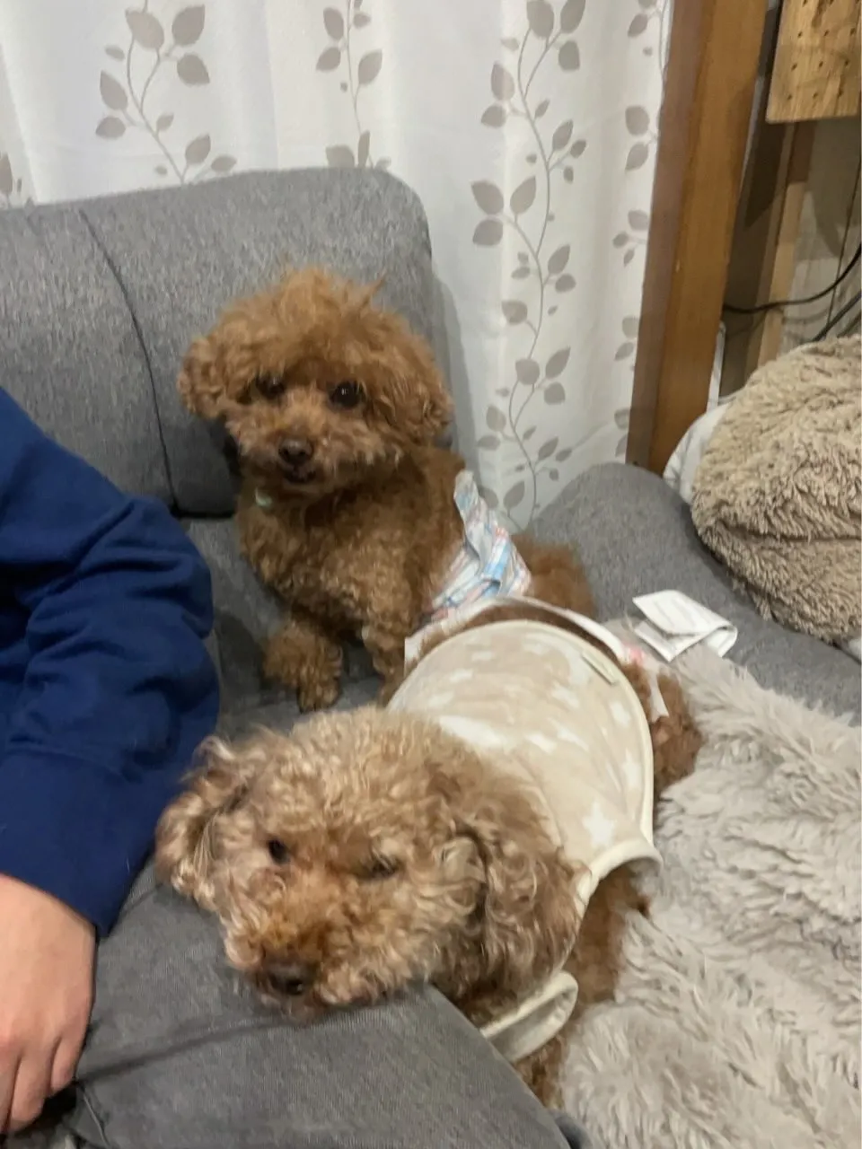 巣立ちからお家にて🐾