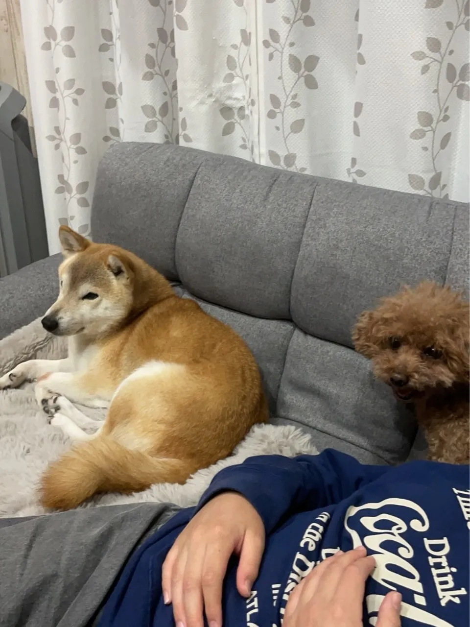 巣立ちからお家にて🐾