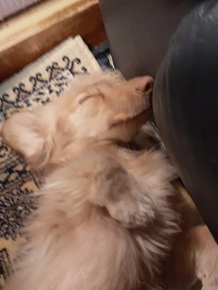 ターシャちゃん🐾