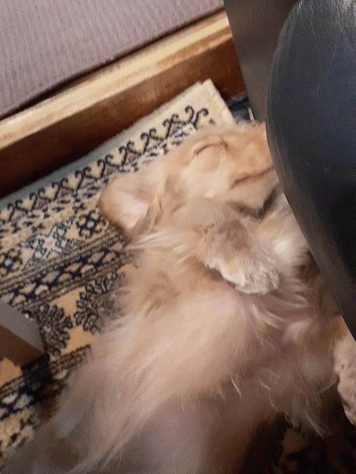 ターシャちゃん🐾