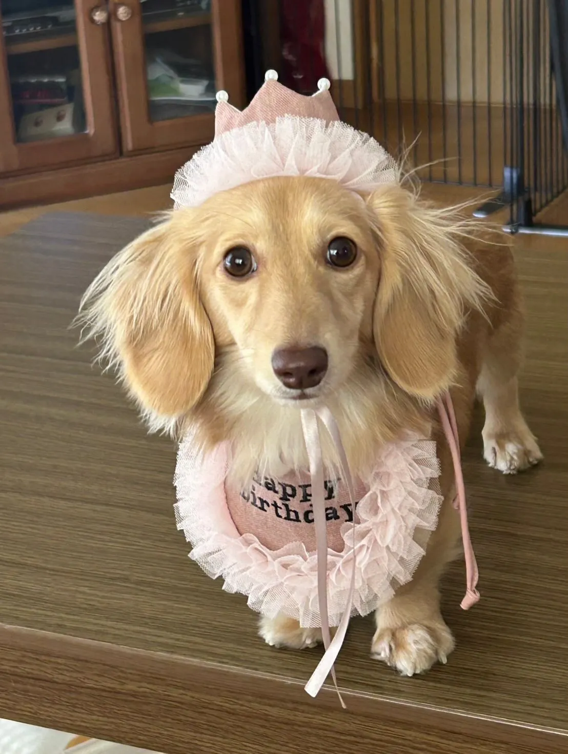 まるこちゃん🐾