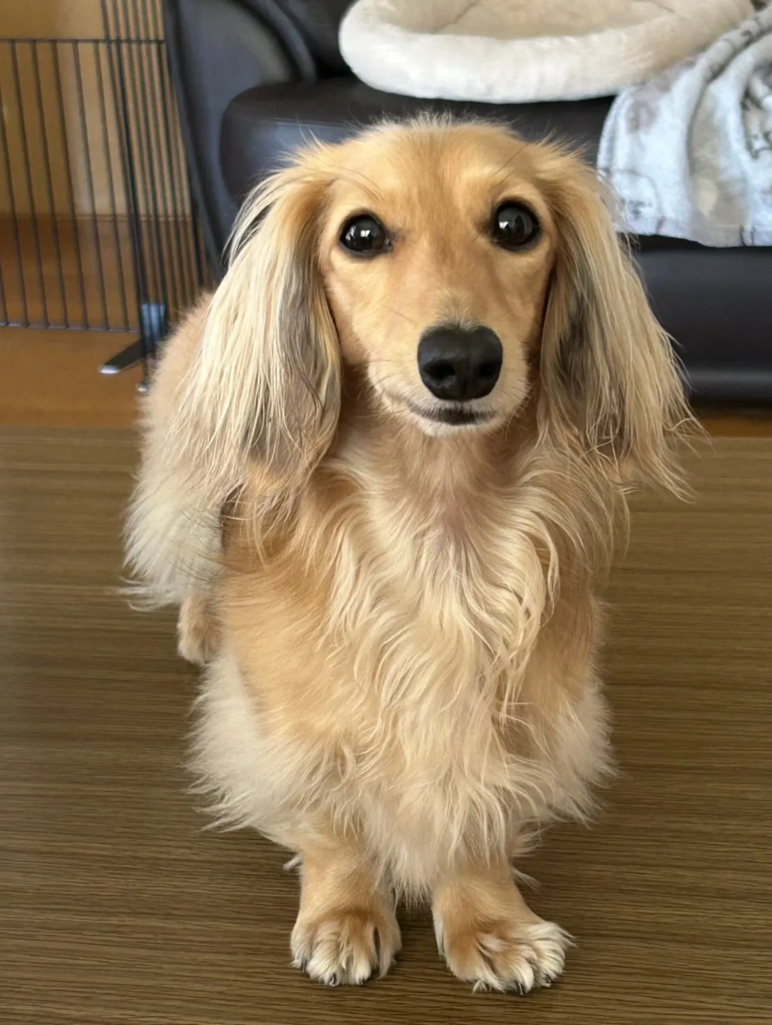 まるこちゃん🐾