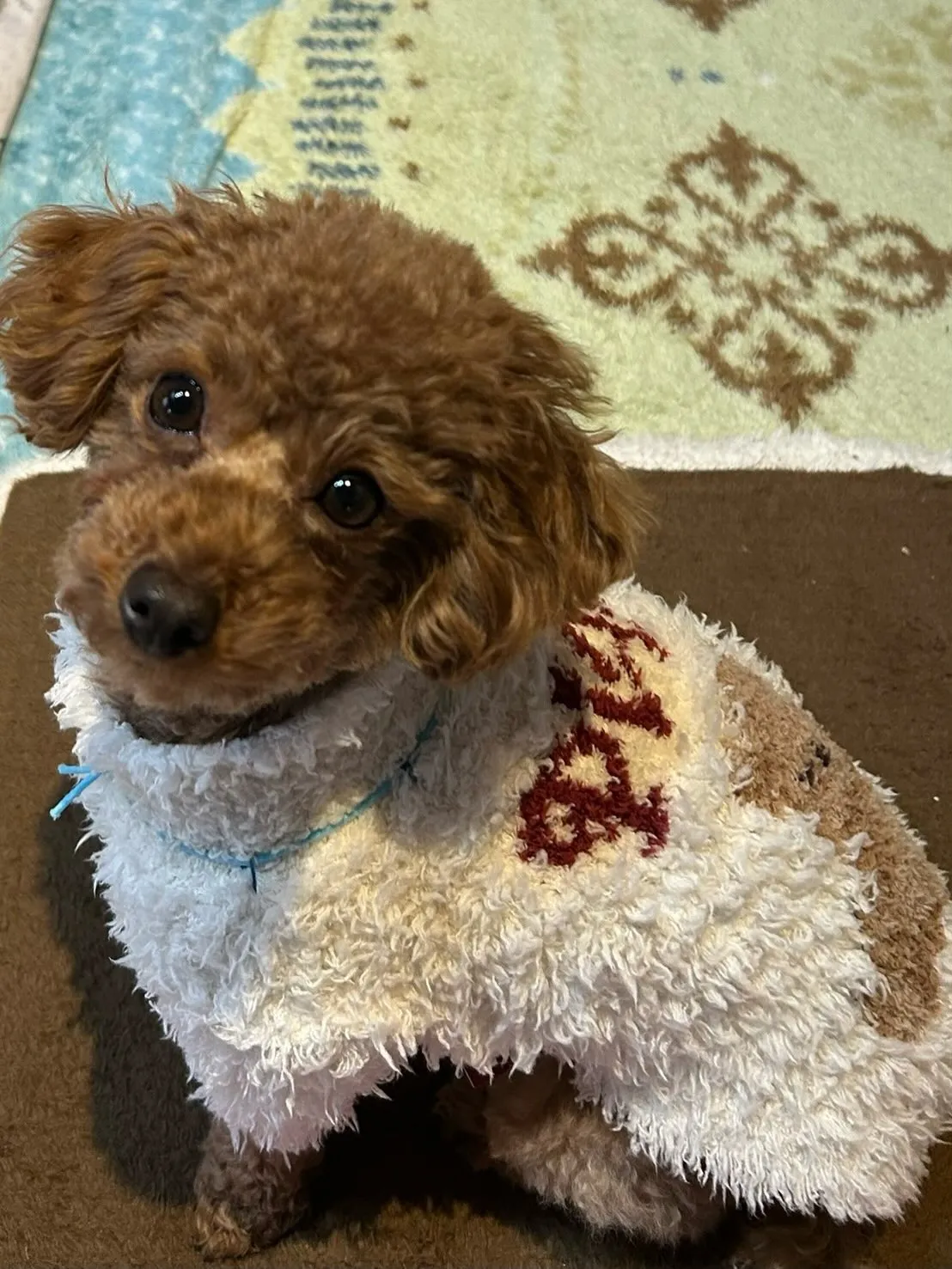 いちごちゃん🐾