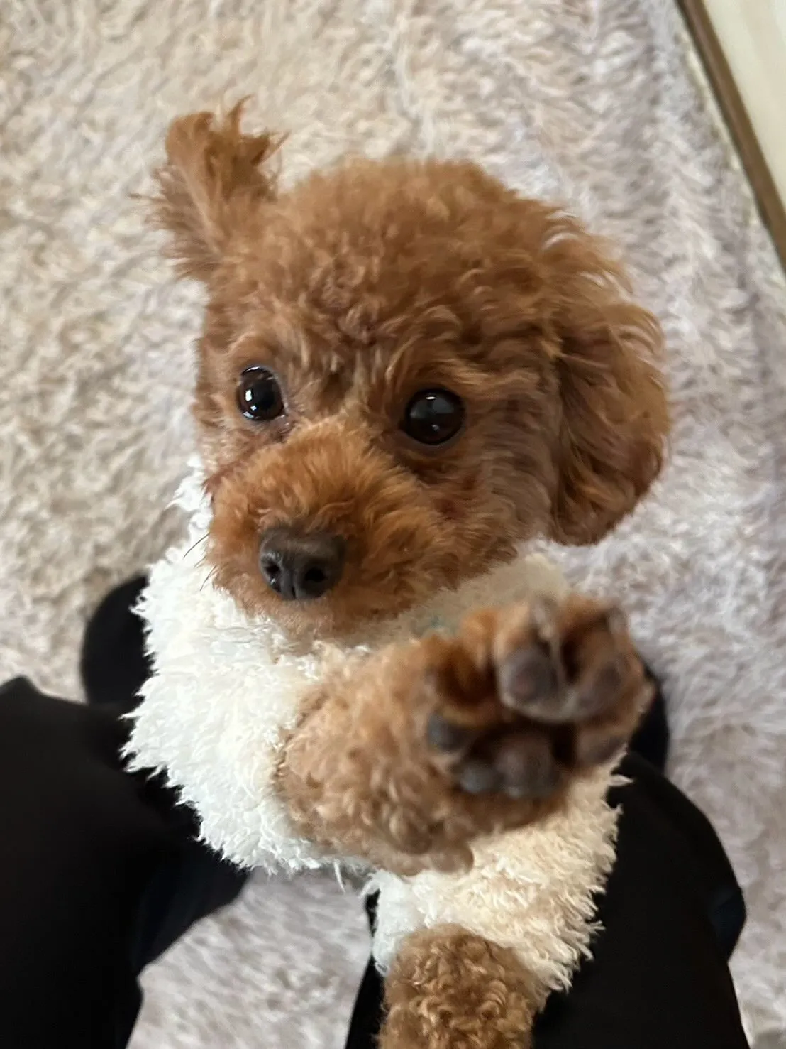 いちごちゃん🐾