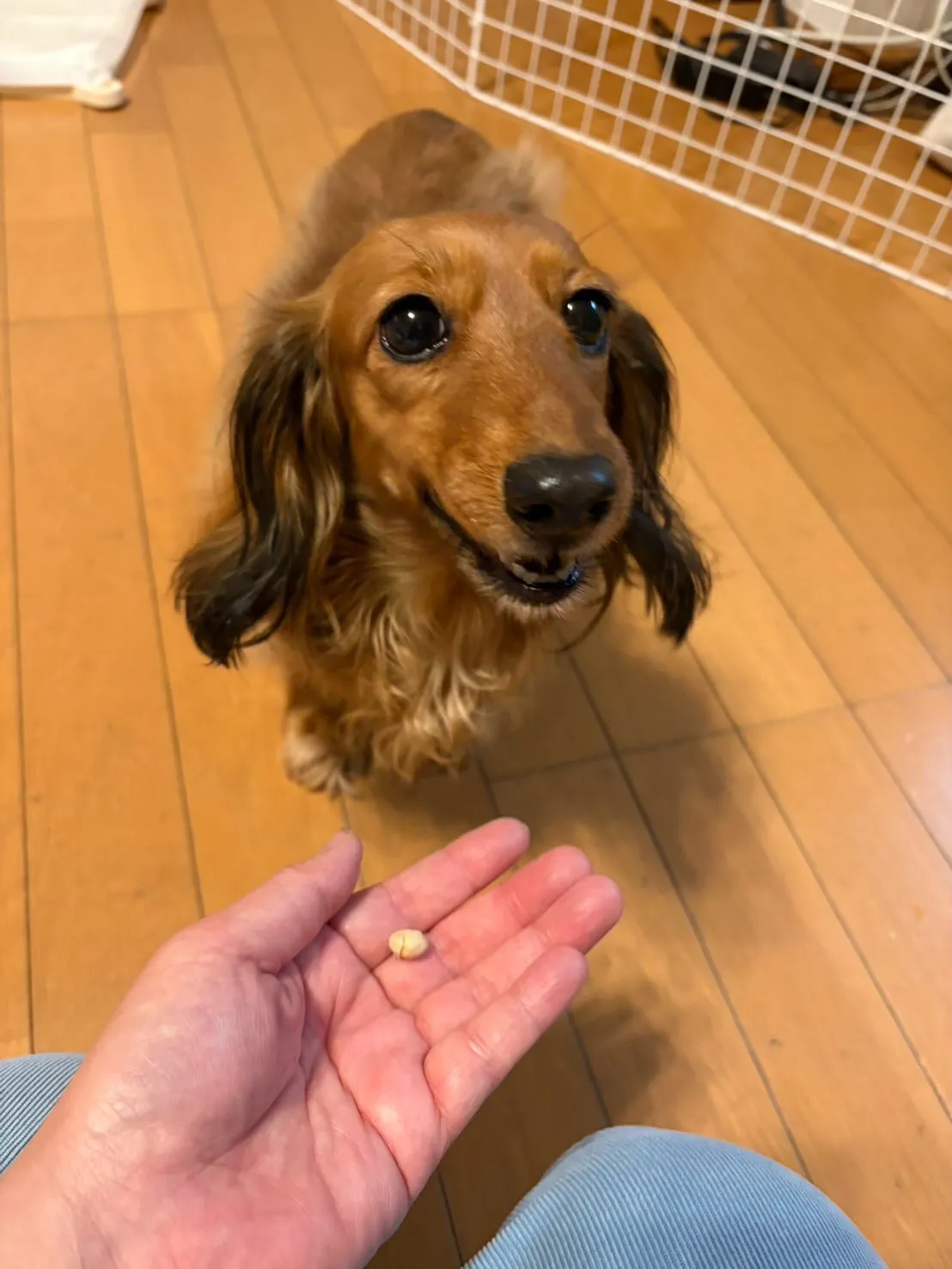 たらこちゃん🐾