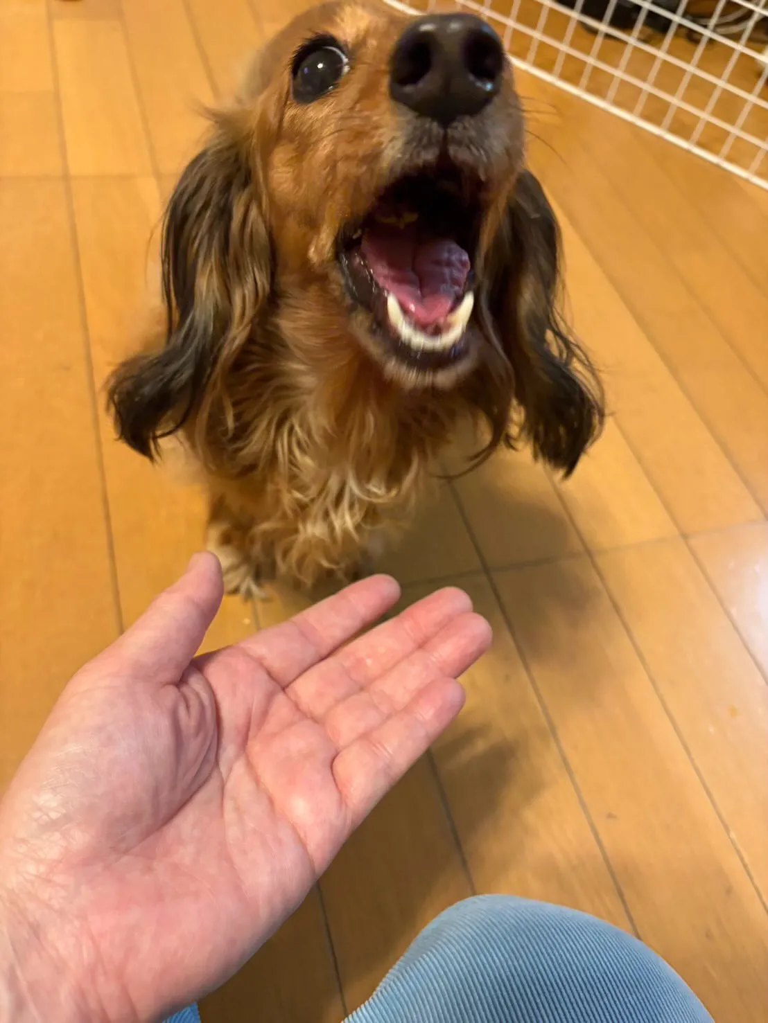 たらこちゃん🐾