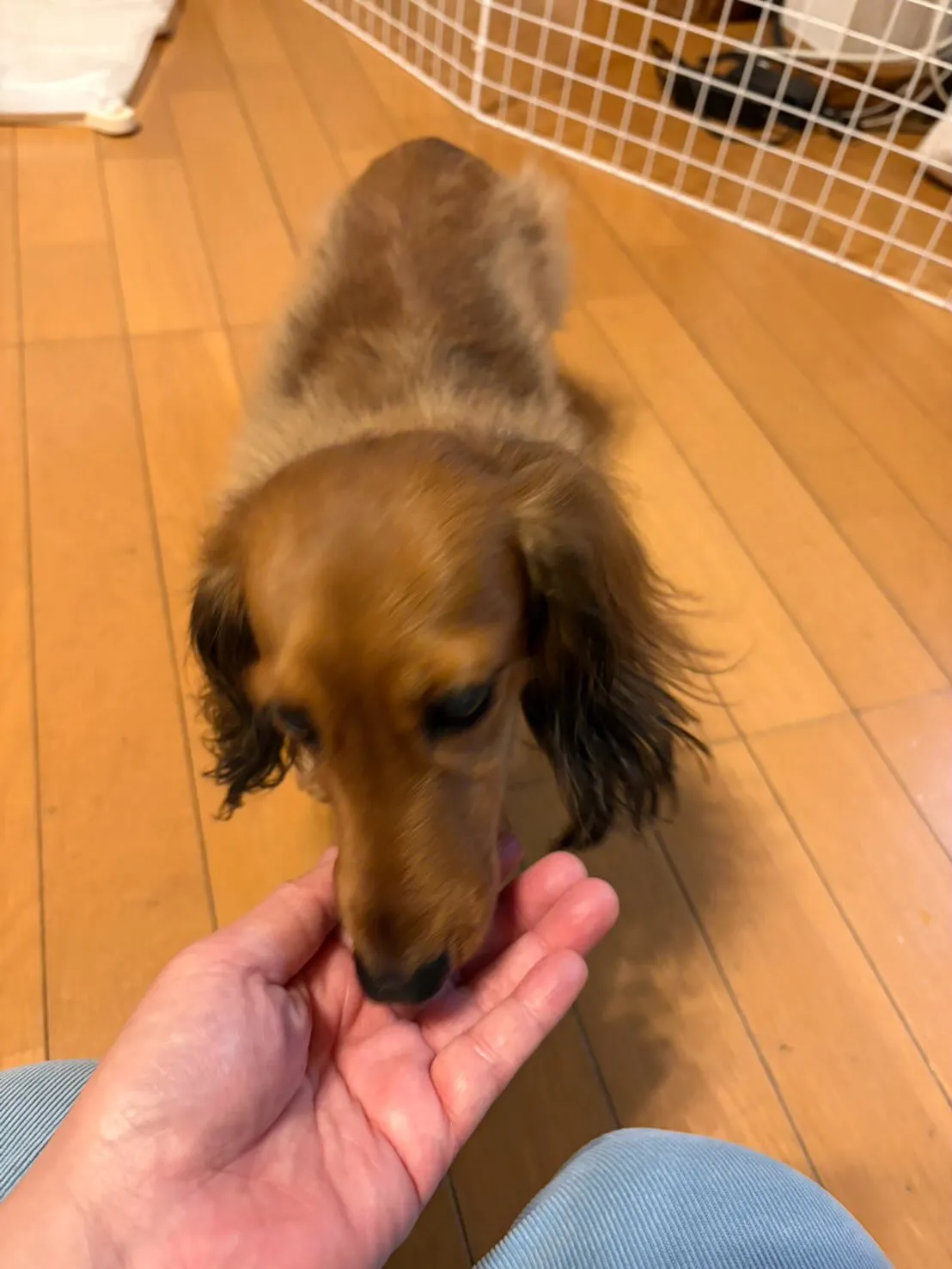 たらこちゃん🐾