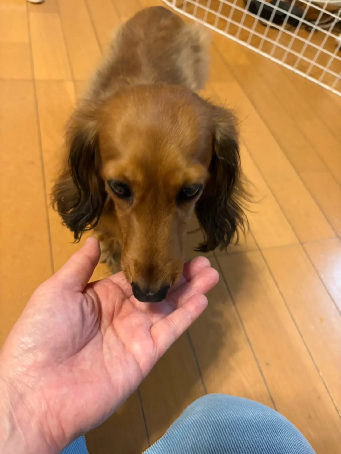 たらこちゃん🐾