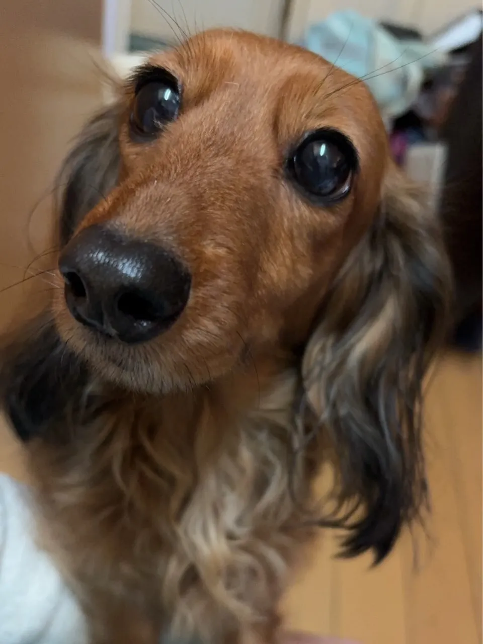 たらこちゃん🐾