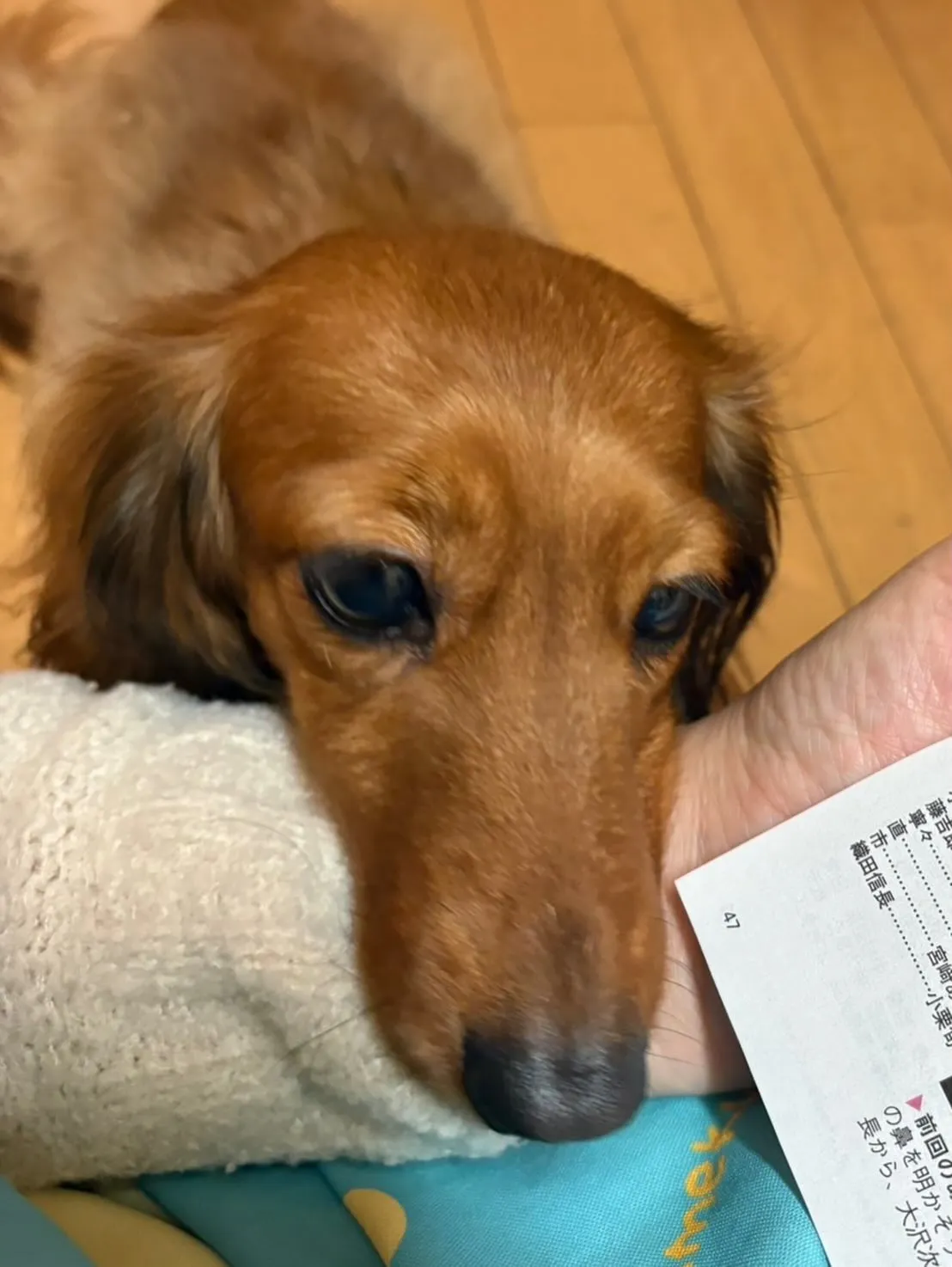 たらこちゃん🐾