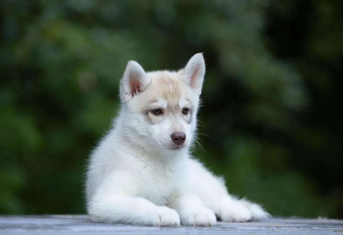 幼少期のクッピー🐾