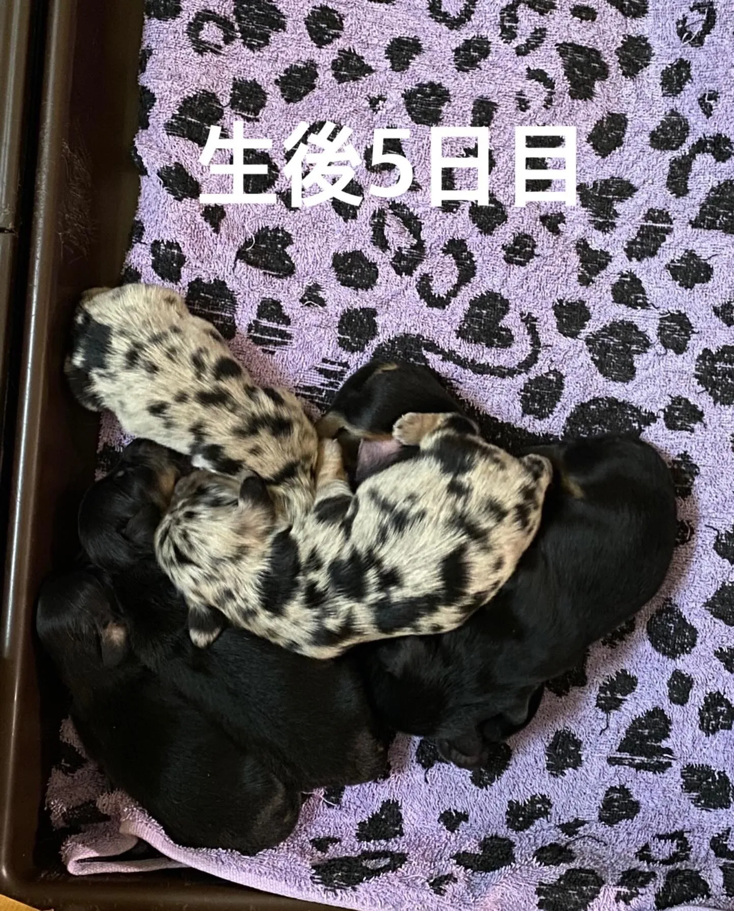 生まれました🐾