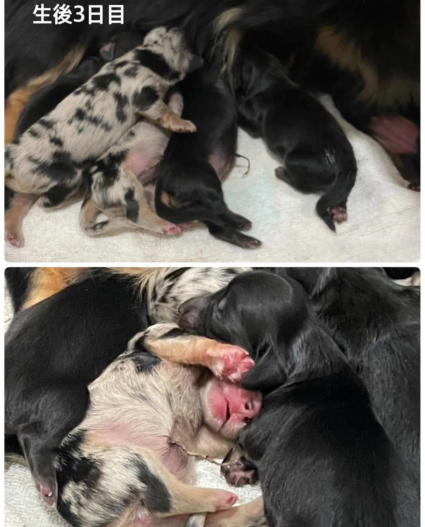 生まれました🐾