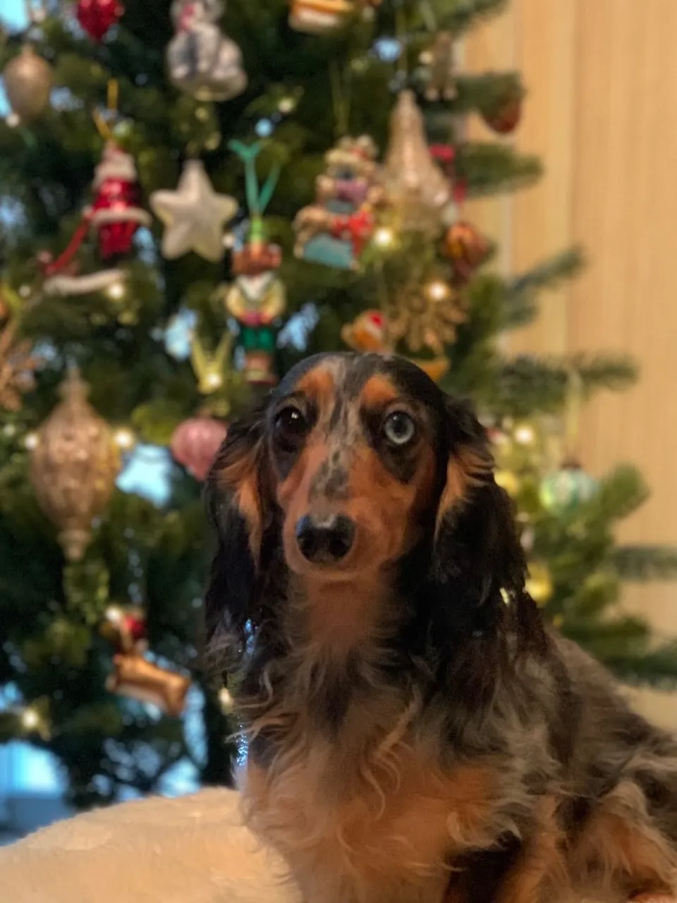 ぶんすけ君🐾part2