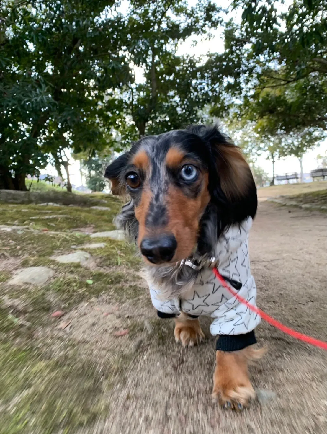 ぶんすけ君🐾part2