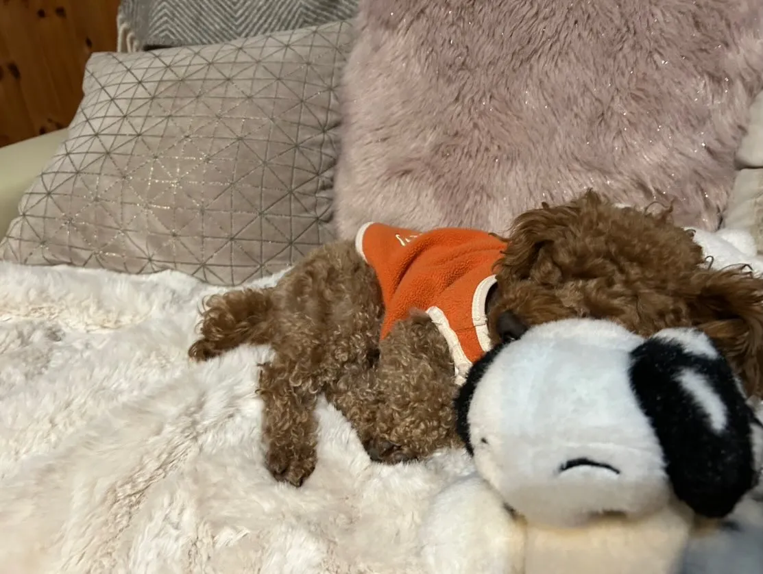 いちごちゃん🐾