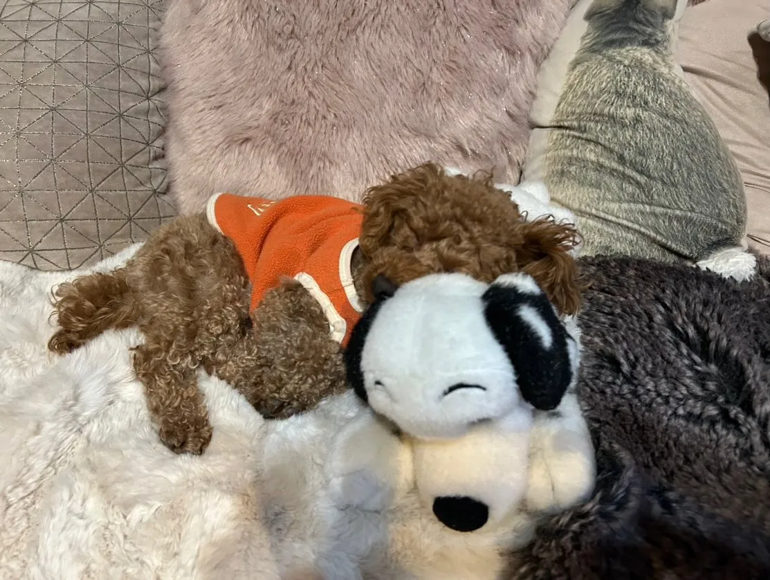 いちごちゃん🐾