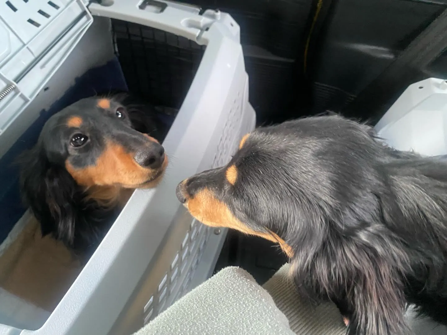 オクラ＆カヌレ🐾