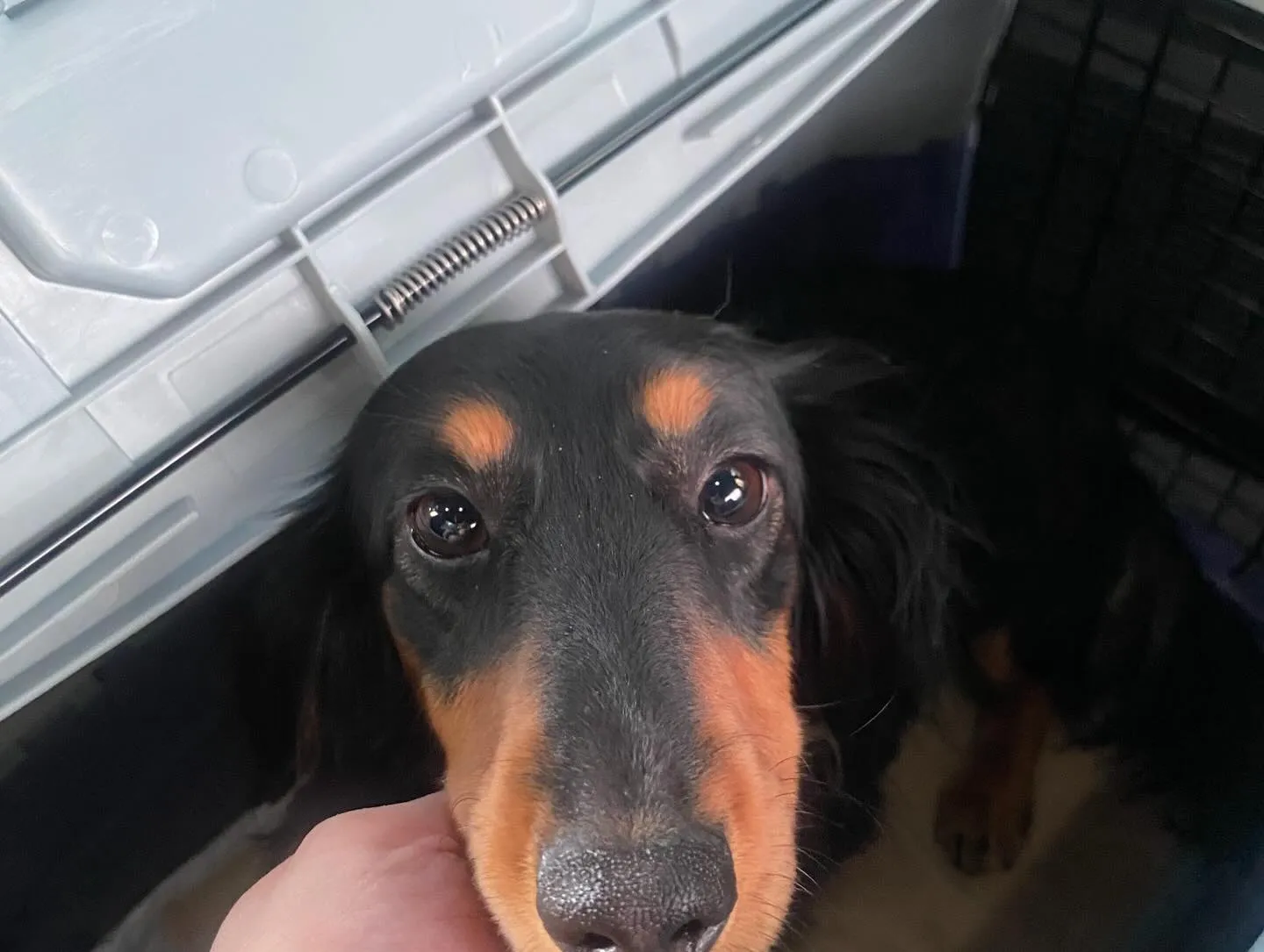 オクラ＆カヌレ🐾