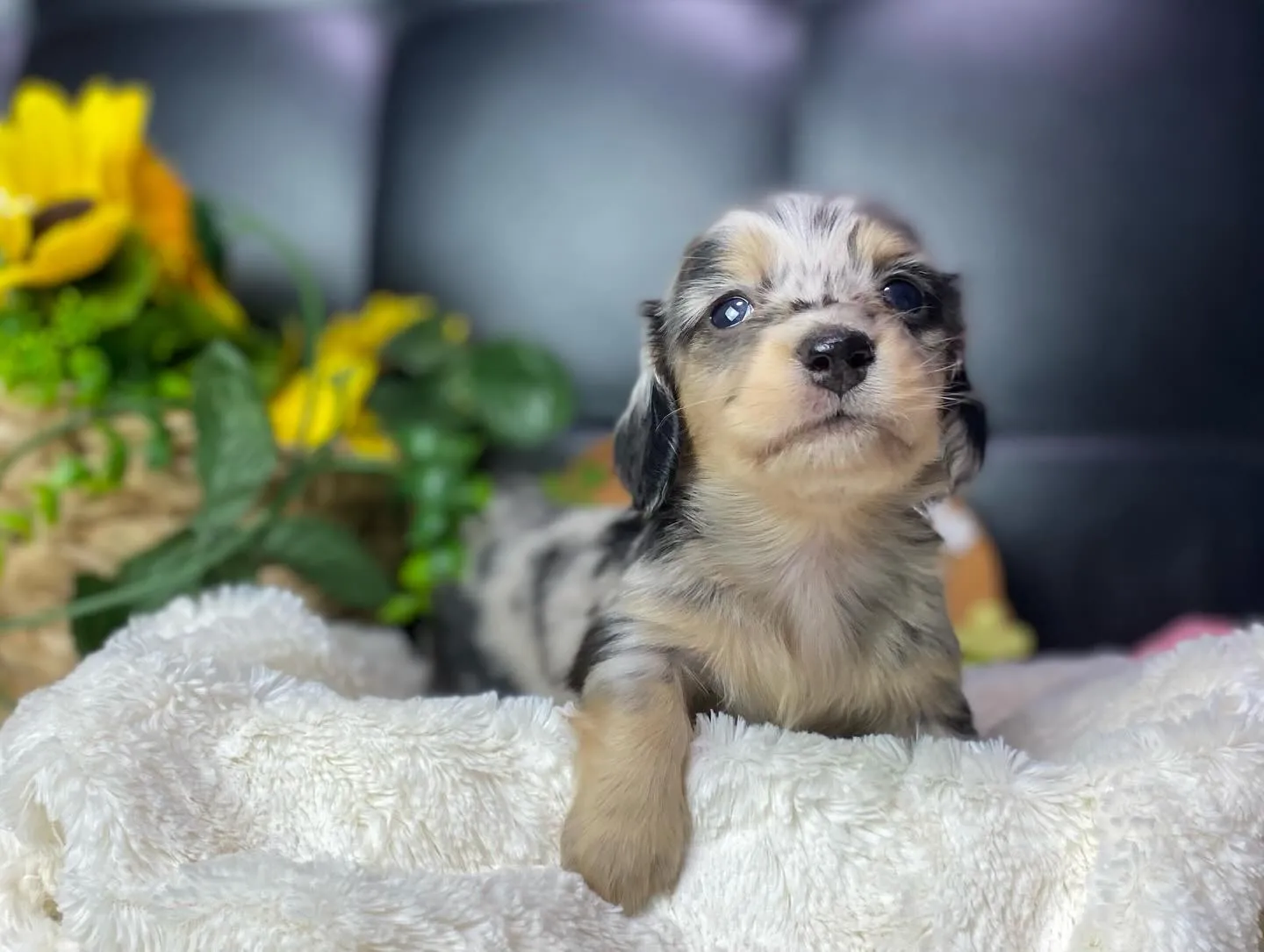 シルバーダップルの男の子🐾